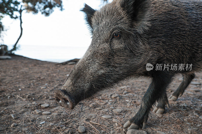 野猪(Sus scrofa)，欧亚野猪